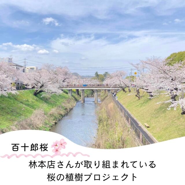 【百十郎桜🌸】林本店さんが取り組まれている桜の植樹プロジェクト  みなさん、こんにちは。WEB担当の古澤です。
ちょうど今、みなさんの地域でも、桜🌸が見頃を迎えていらっしゃいますか？  先週末は、日本酒王子 近藤が、こちらの場所に桜が最高に見頃なタイミングで伺ってきました。  日本さくら名所100選にも選ばれている、岐阜県各務原市にある「百十郎桜」。  地元出身の歌舞伎役者・市川百十郎が、境川放水路の完成を記念して寄贈したことから「百十郎桜」と呼ばれています。  実は、自然災害や寿命による老朽化が進み、各所の桜木が危機を迎えています。  「百十郎」醸造元の林本店さんが取り組まれた桜の植樹プロジェクトに、さくら酒店もわずかながらご協力させていただき、設置された市川百十郎氏の看板。  「満開の桜が、多くの方を笑顔にするように、日本酒で世界中の皆さんを笑顔にしたい！」と決意を新たにした近藤。  スタッフ全員が同じ気持ちです。  さて、今年は入学式など、新生活の始まるタイミングで満開を迎えているところが多そうですね^^  よかったらコメント欄に、みなさんが今年見た桜🌸情報もシェアしてくださいね✨  桜🌸が大好きな私たちにいろんな桜を見せていただけると嬉しいです😊  #桜 #さくら酒店 #百十郎桜 #桜集め #今年の桜 #零下 #日本酒 #日本酒好きと繋がりたい